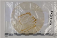 登錄號:F0035116藏品圖，第1張