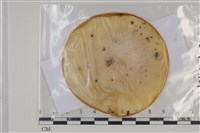登錄號:F0035117藏品圖，第1張