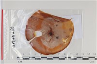 登錄號:F0035119藏品圖，第1張