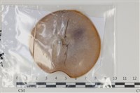 登錄號:F0035129藏品圖，第1張