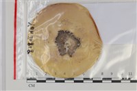 登錄號:F0035142藏品圖，第1張