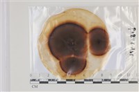 登錄號:F0035143藏品圖，第1張