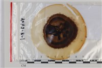 登錄號:F0035145藏品圖，第1張