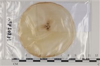 登錄號:F0035149藏品圖，第1張
