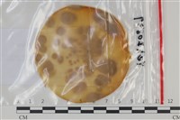 登錄號:F0035153藏品圖，第1張