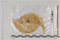 登錄號:F0035156藏品圖，第1張