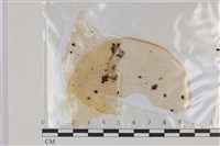 登錄號:F0035160藏品圖，第1張