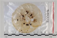 登錄號:F0035162藏品圖，第1張