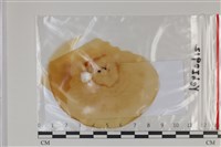 登錄號:F0035165藏品圖，第1張