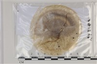 登錄號:F0035168藏品圖，第1張