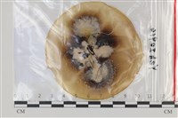 登錄號:F0035169藏品圖，第1張