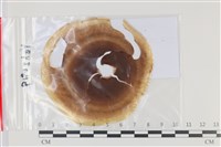 登錄號:F0035171藏品圖，第1張