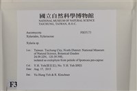 炭角菌屬藏品圖，第2張
