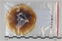 登錄號:F0035174藏品圖，第1張