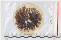 登錄號:F0035178藏品圖，第1張