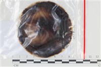 登錄號:F0035185藏品圖，第1張