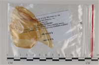 炭角菌屬藏品圖，第1張