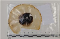 登錄號:F0035195藏品圖，第1張