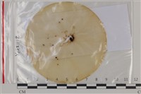 登錄號:F0035198藏品圖，第1張
