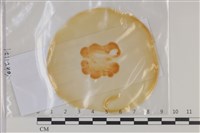 登錄號:F0035200藏品圖，第1張