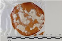 登錄號:F0035201藏品圖，第1張