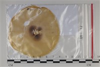 登錄號:F0035202藏品圖，第1張