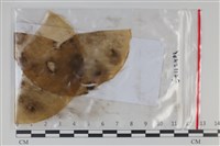 登錄號:F0035205藏品圖，第1張