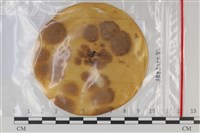 登錄號:F0035208藏品圖，第1張