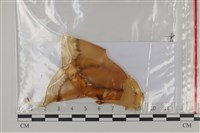 登錄號:F0035210藏品圖，第1張