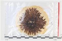 登錄號:F0035212藏品圖，第1張