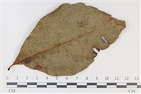 登錄號:F0035212藏品圖，第3張