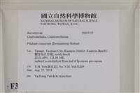 登錄號:F0035215藏品圖，第2張