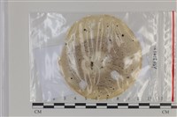 登錄號:F0035217藏品圖，第1張