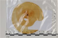 登錄號:F0035218藏品圖，第1張