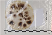 登錄號:F0035219藏品圖，第1張