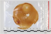 登錄號:F0035224藏品圖，第1張