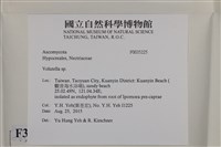 登錄號:F0035225藏品圖，第2張