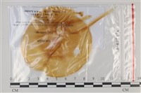 登錄號:F0035225藏品圖，第1張