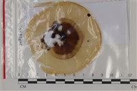 登錄號:F0035226藏品圖，第1張
