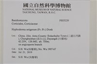 剛毛絲皮菌藏品圖，第2張