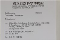 附毛菌屬藏品圖，第2張