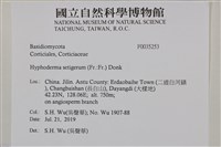 剛毛絲皮菌藏品圖，第2張