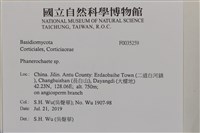 顯絲菌屬藏品圖，第2張