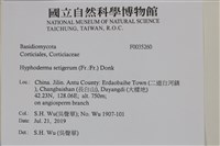 剛毛絲皮菌藏品圖，第2張
