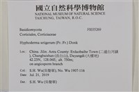 剛毛絲皮菌藏品圖，第2張