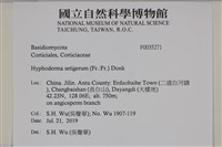 剛毛絲皮菌藏品圖，第2張