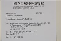 剛毛絲皮菌藏品圖，第2張