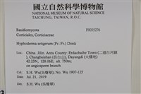 剛毛絲皮菌藏品圖，第2張