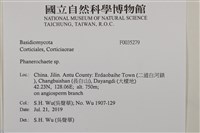 顯絲菌屬藏品圖，第2張