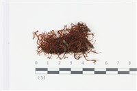 登錄號:F0035285藏品圖，第1張